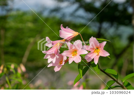 咲き始めたヒメサユリ 咲き始めたヒメサユリ 103096024