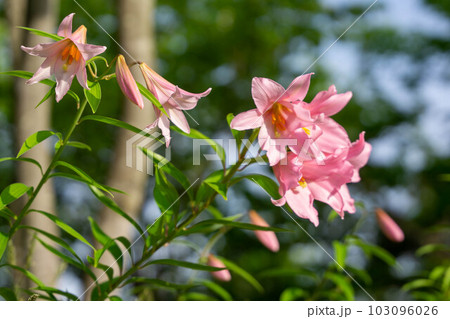 咲き始めたヒメサユリ 咲き始めたヒメサユリ 103096026