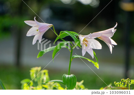 咲き始めたヒメサユリ 咲き始めたヒメサユリ 103096031