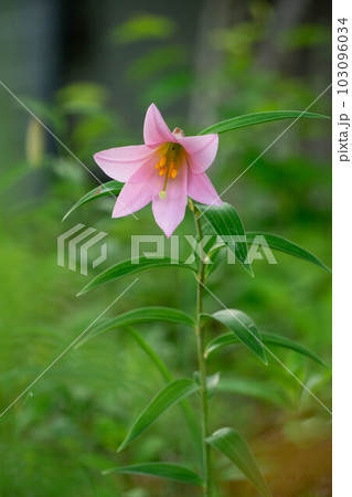 咲き始めたヒメサユリ 103096034