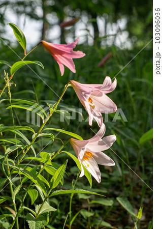 咲き始めたヒメサユリ 咲き始めたヒメサユリ 103096036