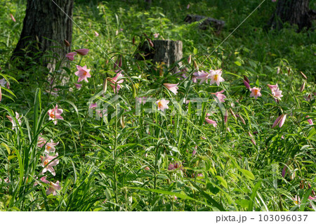 咲き始めたヒメサユリ 103096037