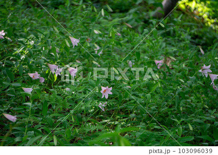咲き始めたヒメサユリ 103096039