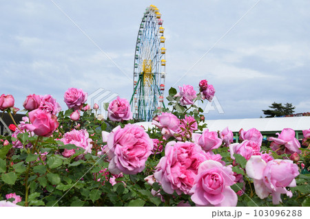 薔薇と観覧車 薔薇と観覧車 103096288