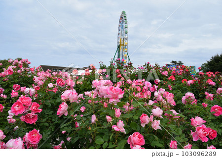 薔薇と観覧車 薔薇と観覧車 103096289