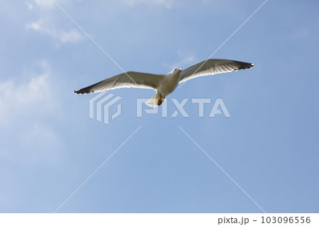 Seagull flying in clear sky at summer day Seagull flying in clear sky at summer day 103096556