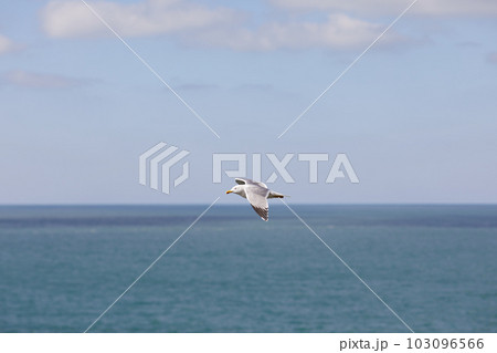 Seagull flying in clear sky at summer day 103096566