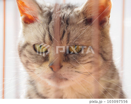アメショの猫をふんわり撮影 103097556