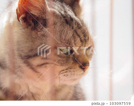 半目の猫の横顔 103097559