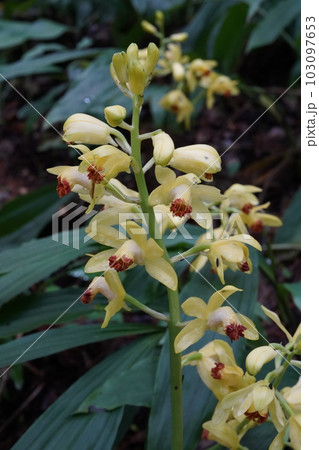 ガンゼキランの黄色い花 Phaius flavus ガンゼキランの黄色い花 Phaius flavus 103097653