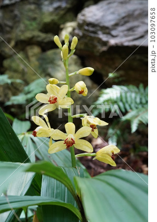 ガンゼキランの黄色い花　Phaius flavus 103097658