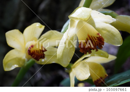 ガンゼキランの黄色い花　Phaius flavus 103097661