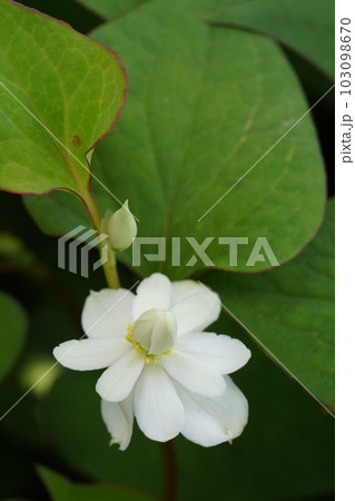 ヤエドクダミの白い花 103098670