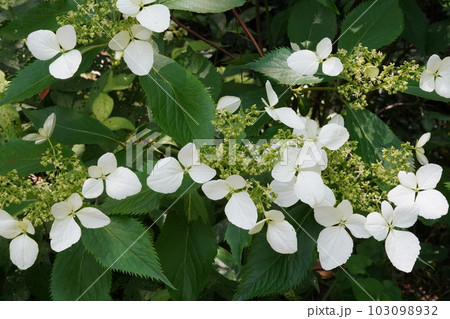 ヤクシマアジサイ(屋久島紫陽花)の白い花 ヤクシマアジサイ(屋久島紫陽花)の白い花 103098932