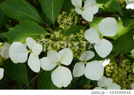 ヤクシマアジサイ(屋久島紫陽花)の白い花 ヤクシマアジサイ(屋久島紫陽花)の白い花 103098938