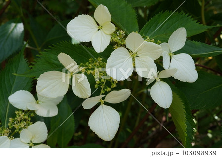 ヤクシマアジサイ(屋久島紫陽花)の白い花 ヤクシマアジサイ(屋久島紫陽花)の白い花 103098939