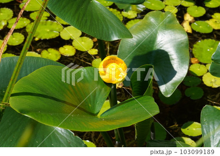 コウホネの黄色い花 コウホネの黄色い花 103099189