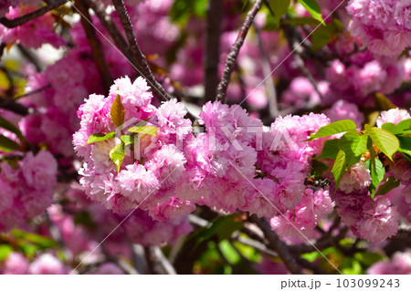 八重桜 松前紅紫 大阪造幣局にて 八重桜 松前紅紫 大阪造幣局にて 103099243