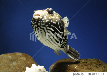 フグ サザナミフグ 魚 海水魚 泳ぐ魚 White-spotted puffer puffer フグ サザナミフグ 魚 海水魚 泳ぐ魚 White-spotted puffer puffer 103099524