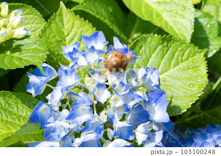 かたつむりとアジサイ　梅雨イメージ 103100248
