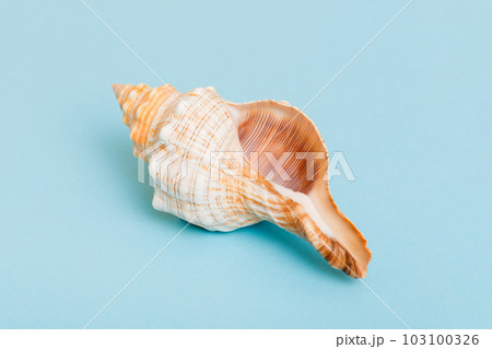 Beach seashells on colored background. Mock up with copy space Beach seashells on colored background. Mock up with copy space 103100326