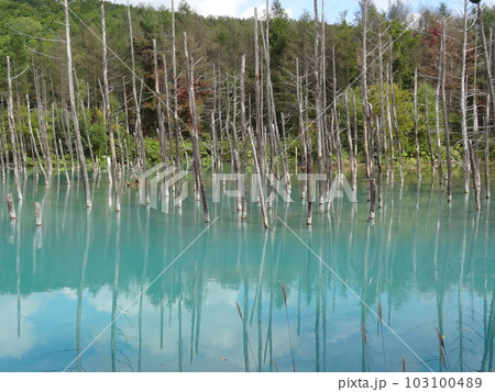 青い池（北海道　美瑛） 103100489