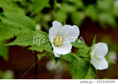 シロヤマブキ 103100490
