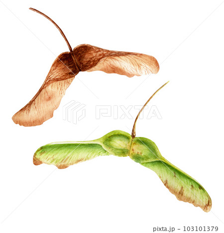 Watercolor autumn maple seeds set isolated on white Watercolor autumn maple seeds set isolated on white 103101379