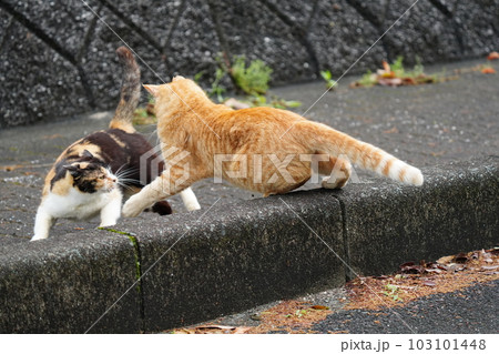何年も仲良く一緒にいる桜猫家族 何年も仲良く一緒にいる桜猫家族 103101448