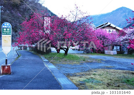 長野県阿智村 中央高速バスの園原停留所と満開の花桃 長野県阿智村 中央高速バスの園原停留所と満開の花桃 103101640