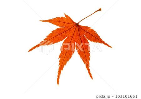 真っ赤な紅葉 103101661