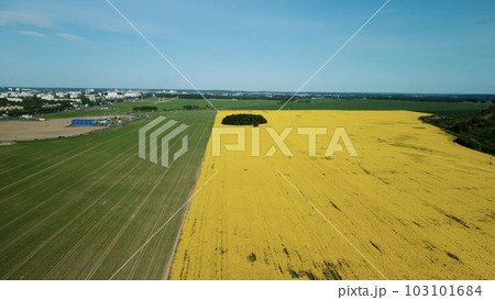 Border of two fields. Blooming yellow rapeseed and cereal sprouts. Aerial photography Border of two fields. Blooming yellow rapeseed and cereal sprouts. Aerial photography 103101684