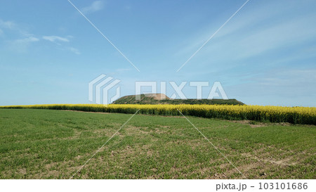 A field of blooming yellow rapeseed. At the edge of the field is a mothballed city dump. Aerial photography. 103101686