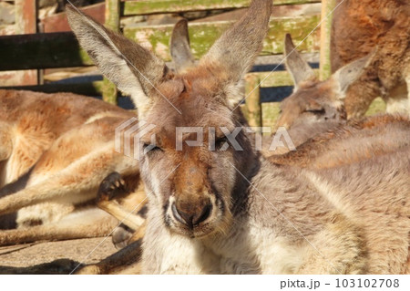 【山口県】秋吉台サファリランドのカンガルーフィールド 103102708
