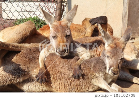 【山口県】秋吉台サファリランドのカンガルーフィールド 103102709