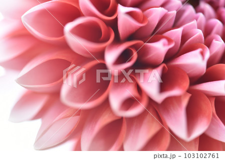 ダリア　華やかな花びらのイメージ背景　花のぼかし 103102761