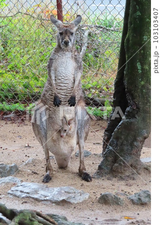 【山口県】秋吉台サファリランドのカンガルーフィールド 【山口県】秋吉台サファリランドのカンガルーフィールド 103103407