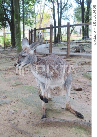 【山口県】秋吉台サファリランドのカンガルーフィールド 103103409