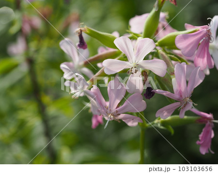 ハーブ　ソープワートの花 103103656