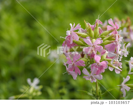ハーブ ソープワートの花 ハーブ ソープワートの花 103103657