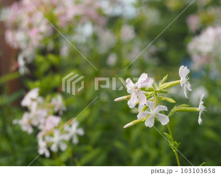 ハーブ　ソープワートの花 103103658