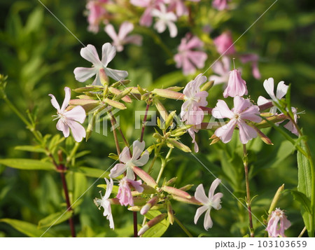 ハーブ　ソープワートの花 103103659