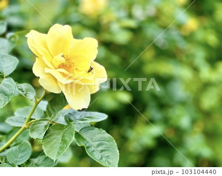 黄色い薔薇 103104440