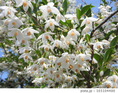 下向きに咲くエゴノキの花 下向きに咲くエゴノキの花 103104480