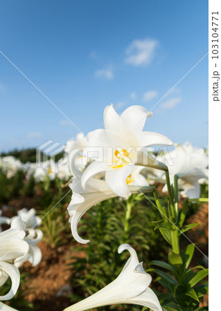 青空と百合の花(沖永良部島) 青空と百合の花(沖永良部島) 103104771