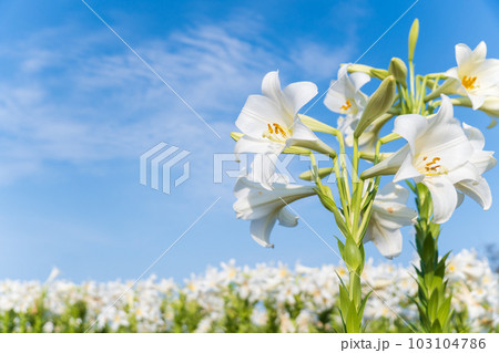 青空と百合の花(沖永良部島) 青空と百合の花(沖永良部島) 103104786