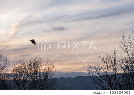 オレンジ色に染まる琵琶湖の夕暮れ 103104901