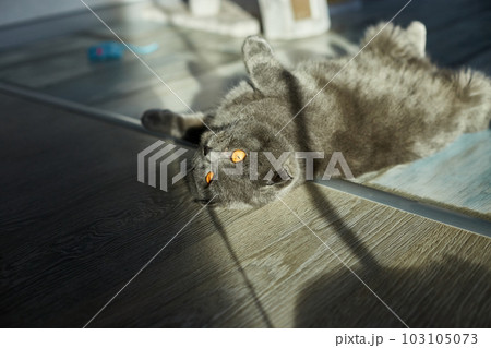 A fat gray Scottish tabby cat lies on the floor 103105073