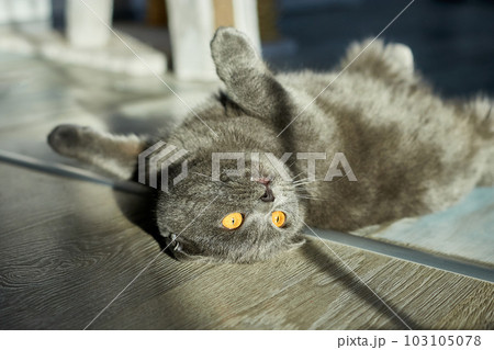 A fat gray Scottish tabby cat lies on the floor A fat gray Scottish tabby cat lies on the floor 103105078
