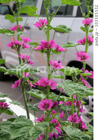 春の庭に咲くピンク色のゼニアオイの花 103105532